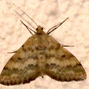 Scopula rubraria at Ainslie, ACT - 16 Sep 2019