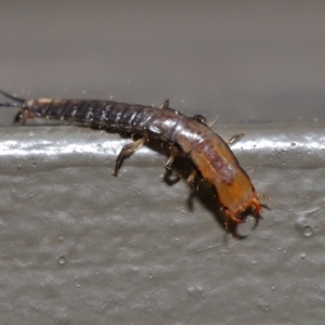 Carabidae sp. (family) at Hackett, ACT - 18 Sep 2019 12:04 PM