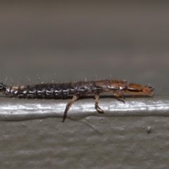 Carabidae sp. (family) at Hackett, ACT - 18 Sep 2019 12:04 PM