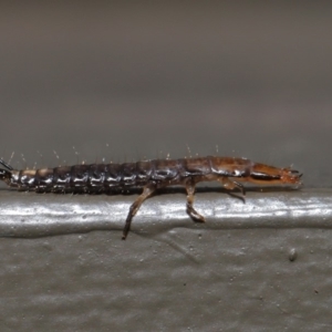 Carabidae sp. (family) at Hackett, ACT - 18 Sep 2019