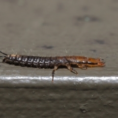 Carabidae sp. (family) at Hackett, ACT - 18 Sep 2019 12:04 PM