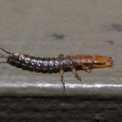 Carabidae sp. (family) at Hackett, ACT - 18 Sep 2019