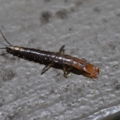 Carabidae sp. (family) at Hackett, ACT - 18 Sep 2019 12:04 PM