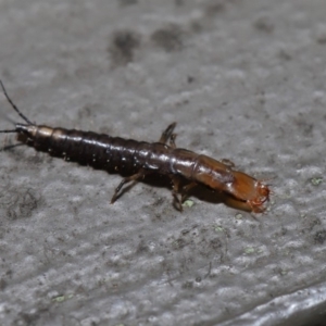 Carabidae sp. (family) at Hackett, ACT - 18 Sep 2019 12:04 PM