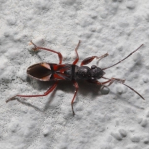 Daerlac cephalotes at Hackett, ACT - 18 Sep 2019