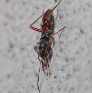 Daerlac cephalotes at Hackett, ACT - 18 Sep 2019