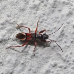 Daerlac cephalotes at Hackett, ACT - 18 Sep 2019