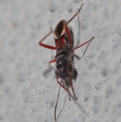 Daerlac cephalotes at Hackett, ACT - 18 Sep 2019