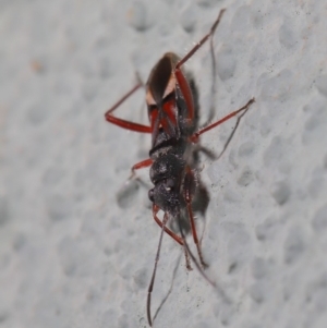 Daerlac cephalotes at Hackett, ACT - 18 Sep 2019