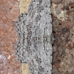 Psilosticha absorpta (Fine-waved Bark Moth) at Kambah, ACT - 19 Sep 2019 by Marthijn