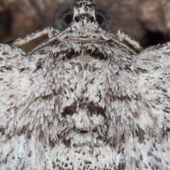 Psilosticha absorpta at Kambah, ACT - 19 Sep 2019 11:39 AM