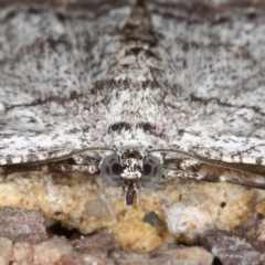 Psilosticha absorpta at Kambah, ACT - 19 Sep 2019 11:39 AM