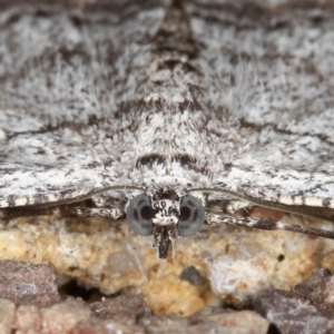 Psilosticha absorpta at Kambah, ACT - 19 Sep 2019 11:39 AM