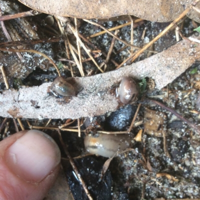 Ambigolimax sp. (valentius and waterstoni) (Striped Field Slug) at Pambula Preschool - 19 Sep 2019 by elizabethgleeson