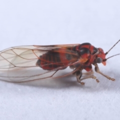 Psyllidae sp. (family) (Unidentified psyllid or lerp insect) at Evatt, ACT - 18 Sep 2019 by TimL