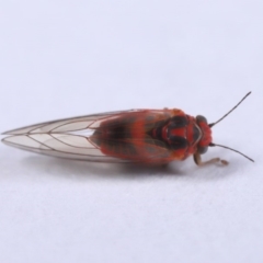 Psyllidae sp. (family) at Evatt, ACT - 18 Sep 2019 03:36 PM