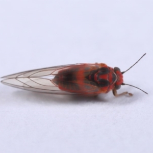 Psyllidae sp. (family) at Evatt, ACT - 18 Sep 2019 03:36 PM