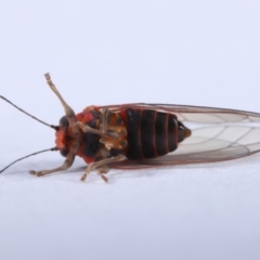 Psyllidae sp. (family) at Evatt, ACT - 18 Sep 2019 03:36 PM