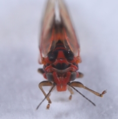 Psyllidae sp. (family) at Evatt, ACT - 18 Sep 2019