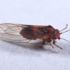 Psyllidae sp. (family) at Evatt, ACT - 18 Sep 2019 03:36 PM