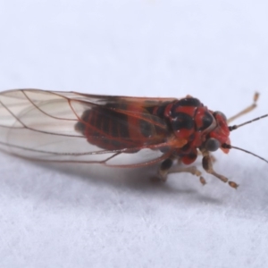 Psyllidae sp. (family) at Evatt, ACT - 18 Sep 2019