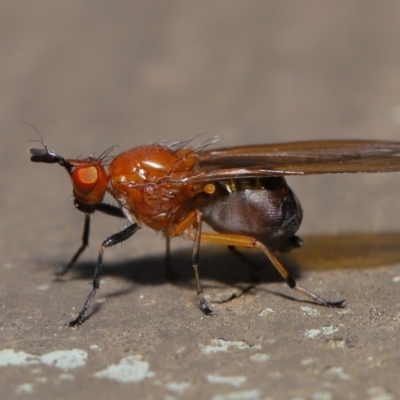 Rhagadolyra magnicornis (Lauxaniid fly) at Hackett, ACT - 18 Sep 2019 by TimL