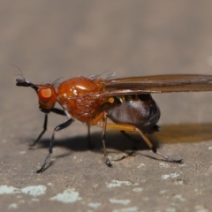 Sapromyza sp. (genus) (A lauxaniid fly) at ANBG - 18 Sep 2019 by TimL