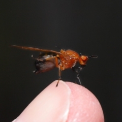 Rhagadolyra magnicornis at Hackett, ACT - 18 Sep 2019 11:58 AM