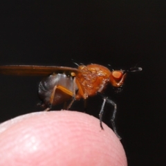 Rhagadolyra magnicornis at Hackett, ACT - 18 Sep 2019 11:58 AM