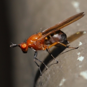 Rhagadolyra magnicornis at Hackett, ACT - 18 Sep 2019 11:58 AM