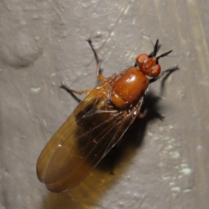 Rhagadolyra magnicornis at Hackett, ACT - 18 Sep 2019 11:58 AM