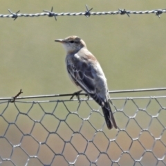 Lalage tricolor (White-winged Triller) at Tharwa, ACT - 18 Sep 2019 by RodDeb