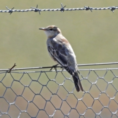 Lalage tricolor (White-winged Triller) at Tharwa, ACT - 18 Sep 2019 by RodDeb