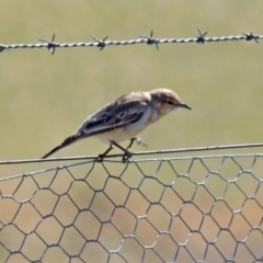 Lalage tricolor at Tharwa, ACT - 18 Sep 2019 12:12 PM