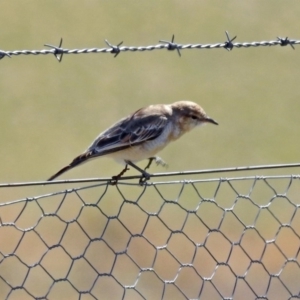 Lalage tricolor at Tharwa, ACT - 18 Sep 2019 12:12 PM