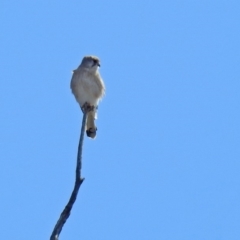 Falco cenchroides (Nankeen Kestrel) at Tharwa, ACT - 18 Sep 2019 by RodDeb