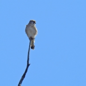 Falco cenchroides at Tharwa, ACT - 18 Sep 2019 11:53 AM