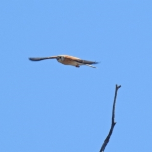 Falco cenchroides at Tharwa, ACT - 18 Sep 2019 11:53 AM