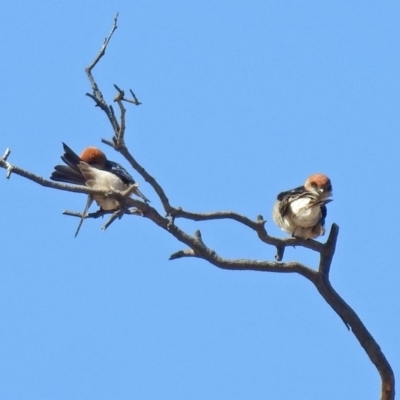 Petrochelidon ariel (Fairy Martin) at Tharwa, ACT - 18 Sep 2019 by RodDeb