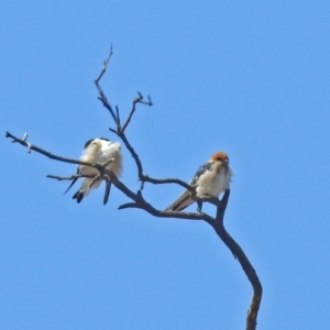 Petrochelidon ariel at Tharwa, ACT - 18 Sep 2019