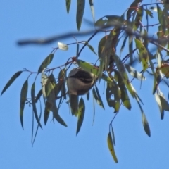 Melithreptus brevirostris (Brown-headed Honeyeater) at Tennent, ACT - 18 Sep 2019 by RodDeb