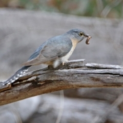 Cacomantis flabelliformis (Fan-tailed Cuckoo) at Namadgi National Park - 18 Sep 2019 by RodDeb