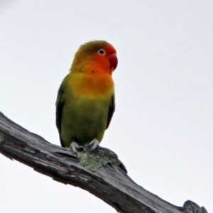 Agapornis fischeri at Paddys River, ACT - 18 Sep 2019 01:33 PM