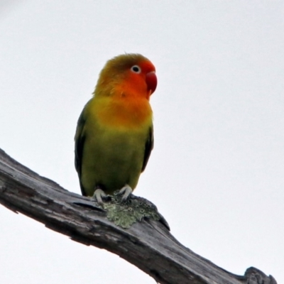 Agapornis fischeri (Fischer's Lovebird) at Namadgi National Park - 18 Sep 2019 by RodDeb