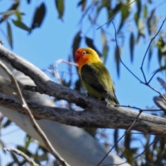 Agapornis fischeri at Paddys River, ACT - 18 Sep 2019 01:33 PM