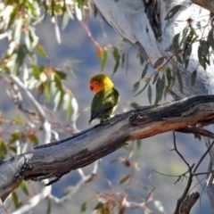 Agapornis fischeri at Paddys River, ACT - 18 Sep 2019 01:33 PM