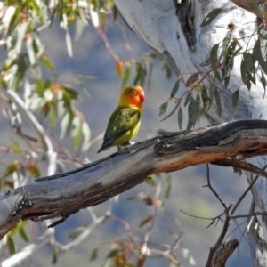 Agapornis fischeri at Paddys River, ACT - 18 Sep 2019 01:33 PM