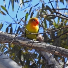 Agapornis fischeri at Paddys River, ACT - 18 Sep 2019 01:33 PM