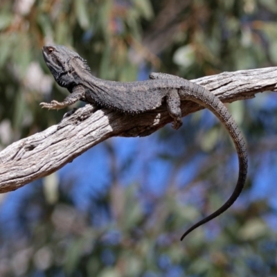 Pogona barbata (Eastern Bearded Dragon) at Namadgi National Park - 18 Sep 2019 by RodDeb