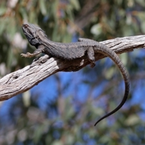 Pogona barbata at Tennent, ACT - 18 Sep 2019